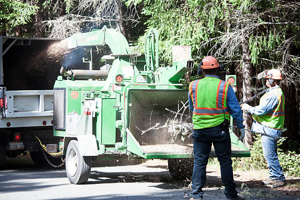 Best Commercial Tree Services  in USA