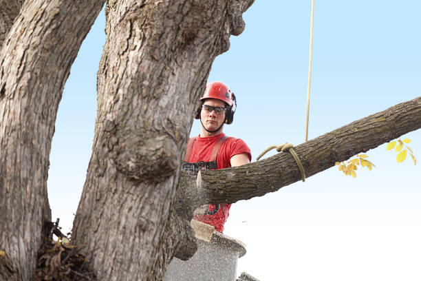 Best Tree Maintenance Programs  in USA